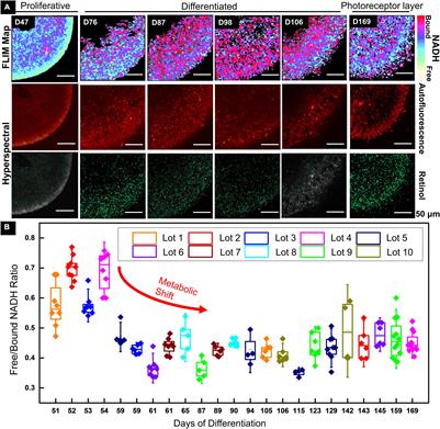 Retinal Organoids Long-Term Functional Characterization Using Two-Photon Fluorescence Lifetime and Hyperspectral Microscopy